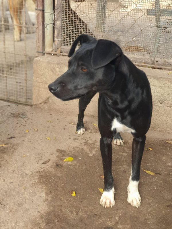 Helio - Chien à adopter - photo 4