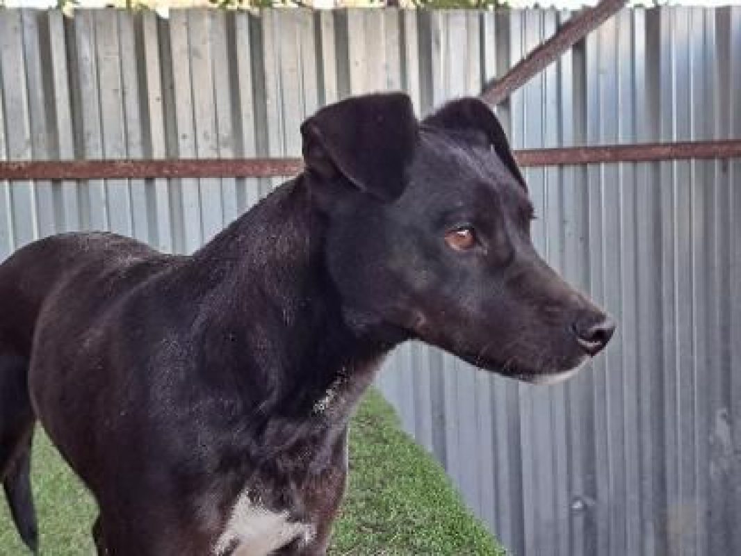 Helio - Chien à adopter - photo 13