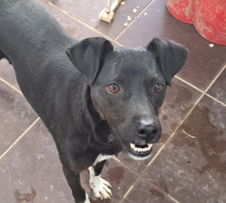 Helio - Chien à adopter - photo 2