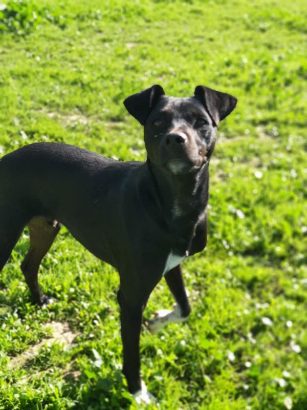 Helio - Chien à adopter - photo 6