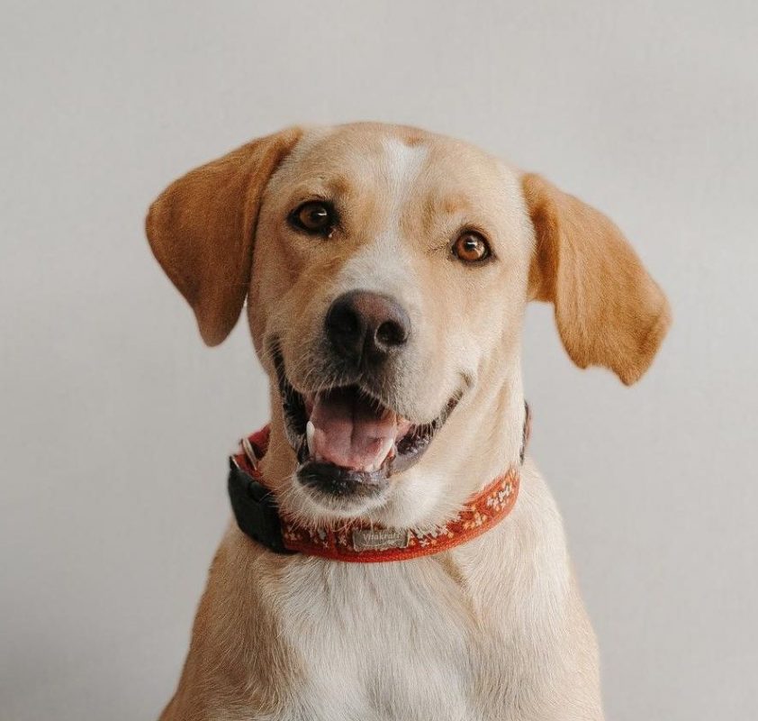 Brenda - Chien Labrador-Retriever à adopter
