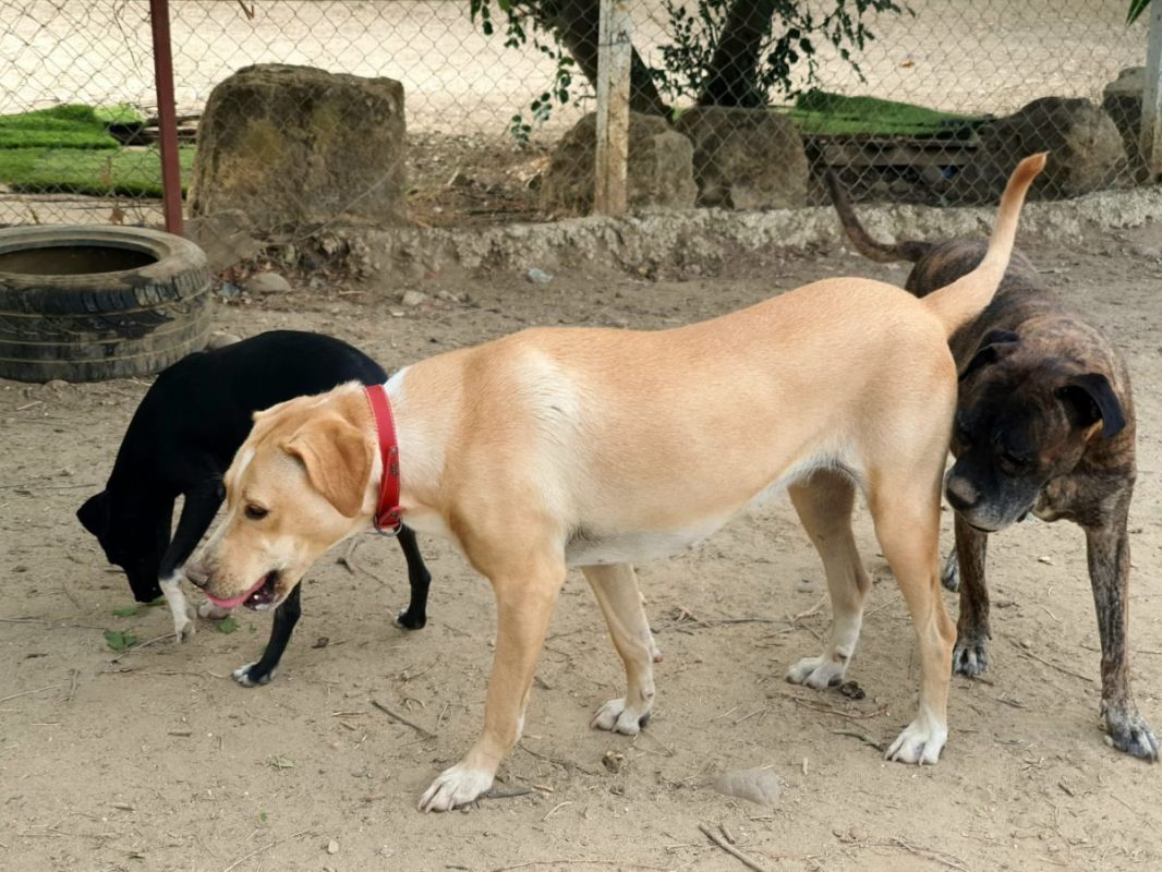 Brenda - Chien Labrador-Retriever à adopter - photo 4
