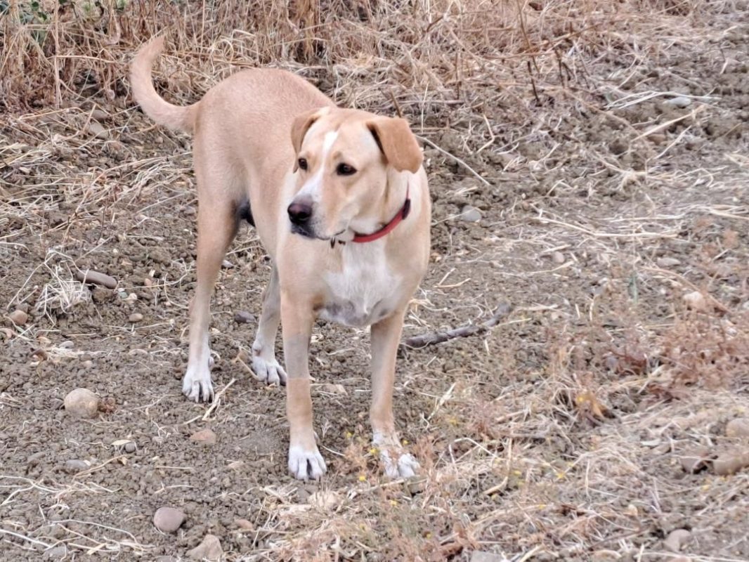 Brenda - Chien Labrador-Retriever à adopter - photo 8