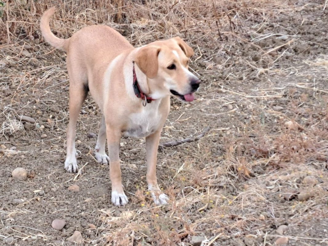 Brenda - Chien Labrador-Retriever à adopter - photo 10