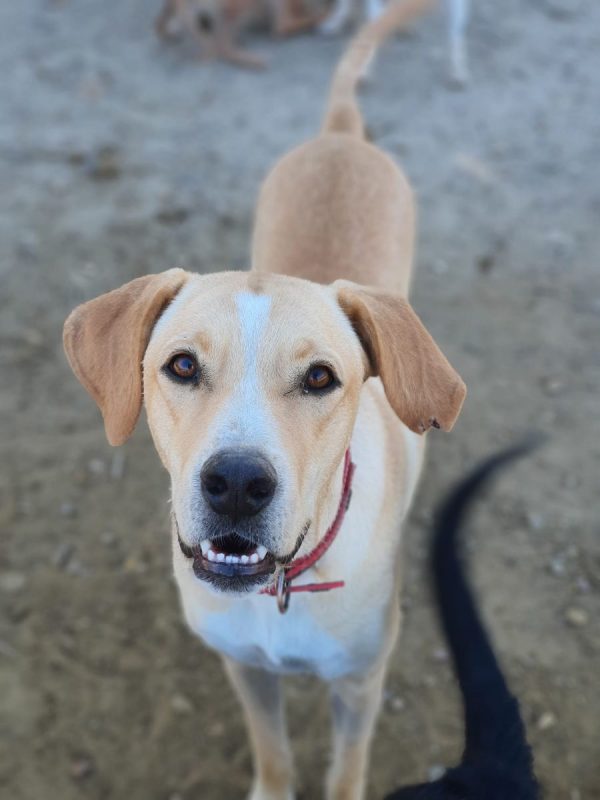 Brenda - Chien Labrador-Retriever à adopter - photo 12