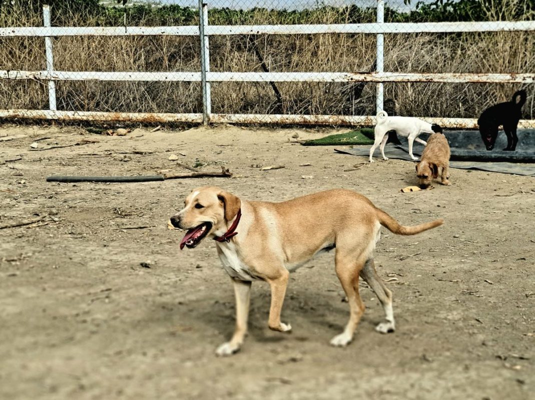 Brenda - Chien Labrador-Retriever à adopter - photo 5