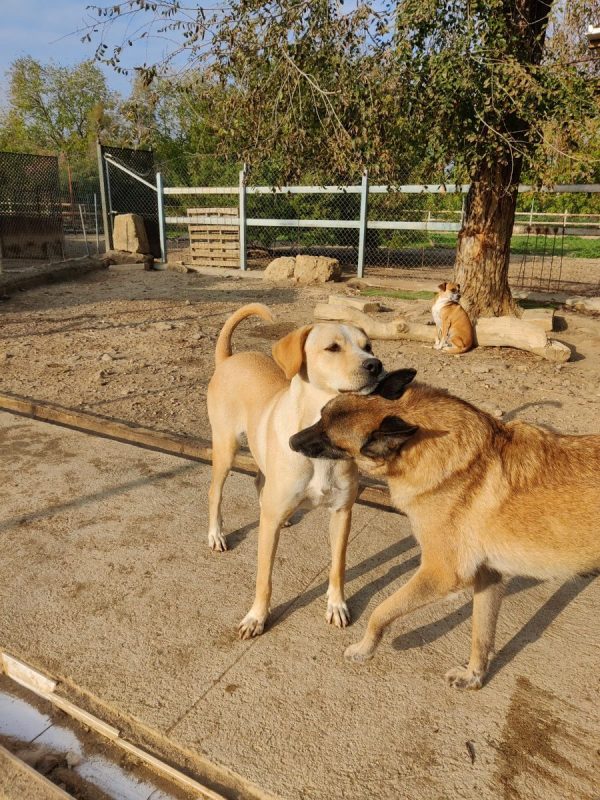 Brenda - Chien Labrador-Retriever à adopter - photo 7