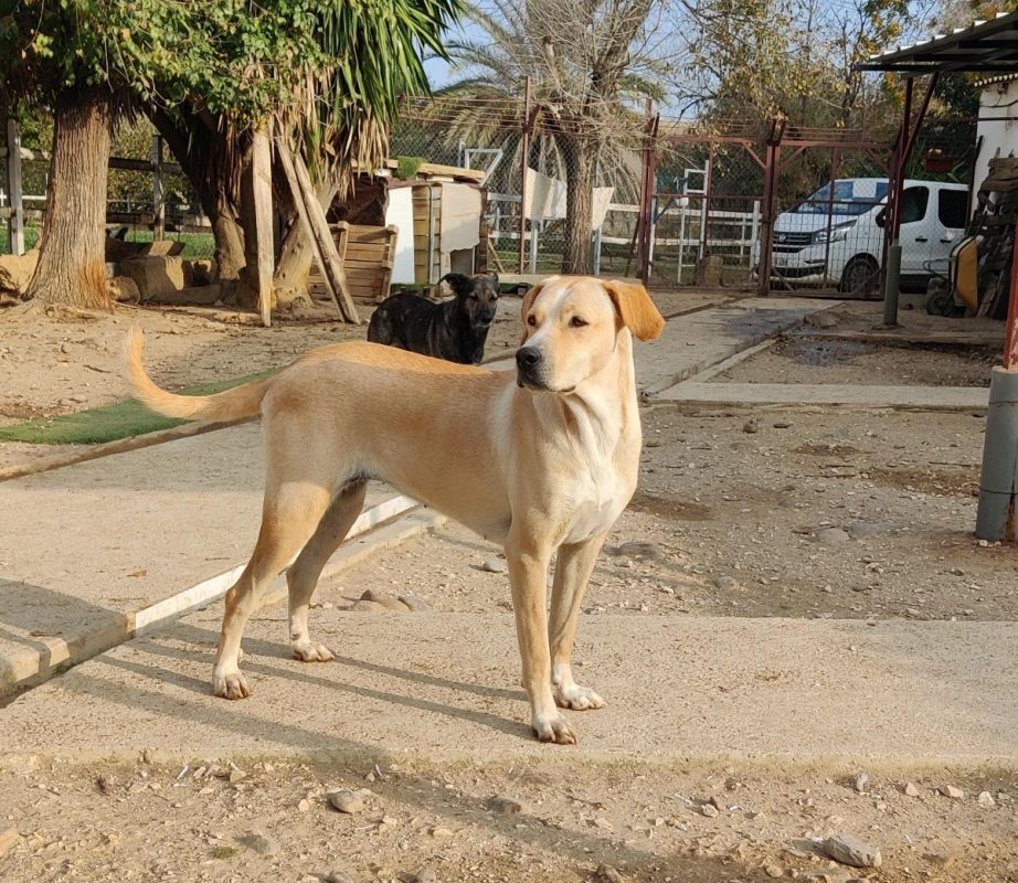 Brenda - Chien Labrador-Retriever à adopter - photo 11