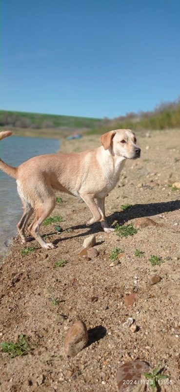 Brenda - Chien Labrador-Retriever à adopter - photo 6