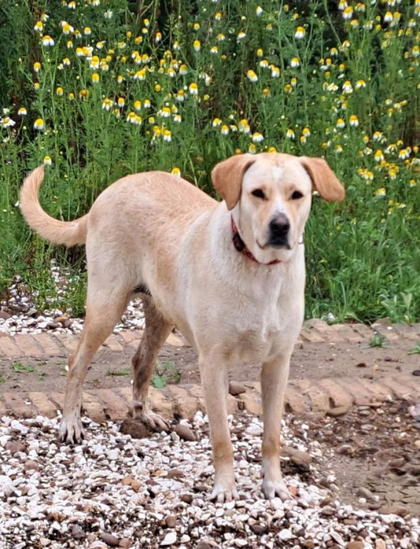 Brenda - Chien Labrador-Retriever à adopter - photo 3