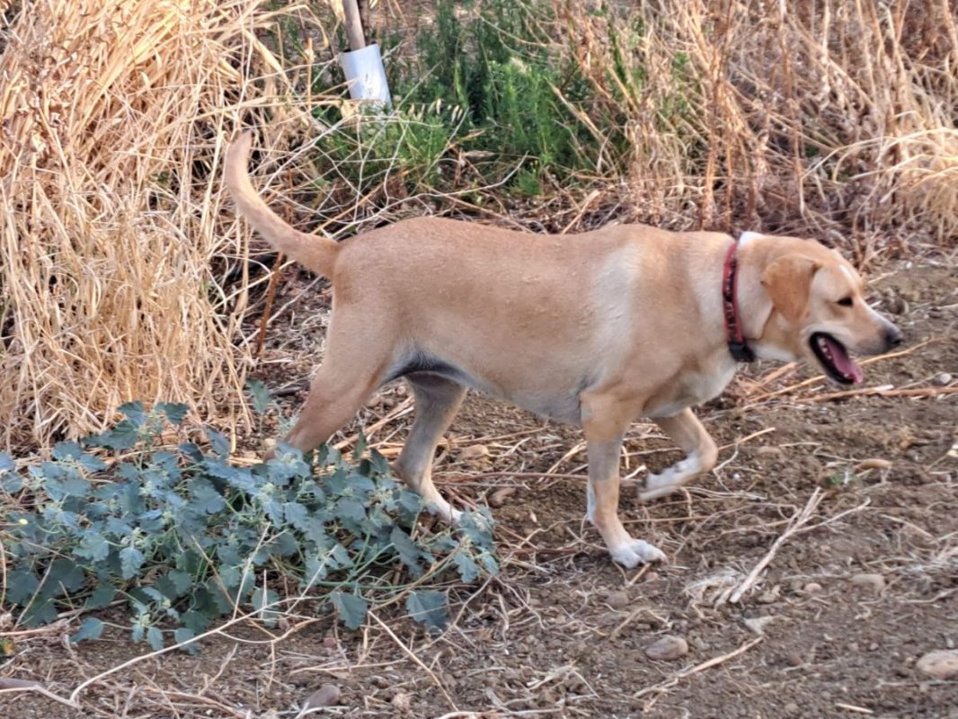 Brenda - Chien Labrador-Retriever à adopter - photo 9