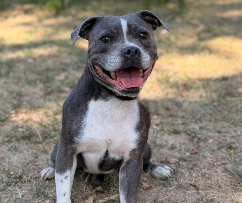 Uzo - Chien Staffordshire Bull Terrier à adopter