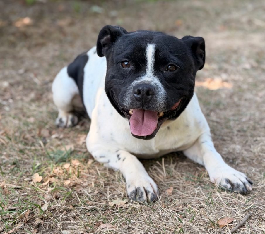 Urban - Chien Staffordshire Bull Terrier à adopter