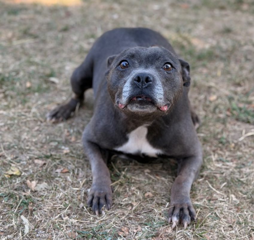 Maxi - Chien Staffordshire Bull Terrier à adopter