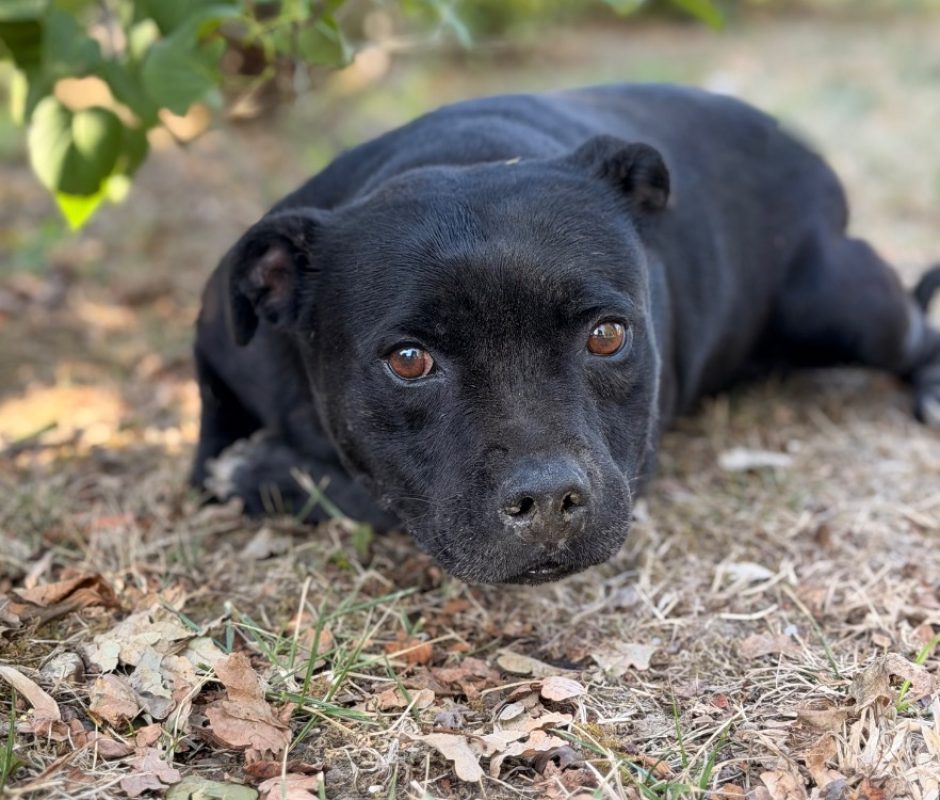 Rafale - Chien Staffordshire Bull Terrier à adopter