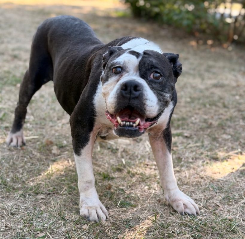 Nina - Chien Bulldog Continental à adopter