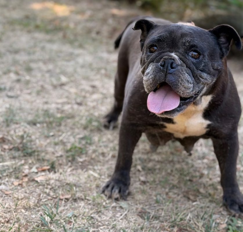 Oasis - Chien Bulldog Continental à adopter
