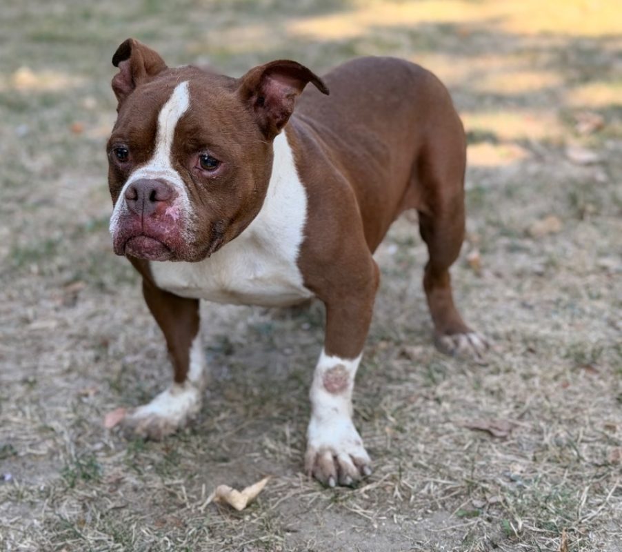 Micky - Chien American Bully à adopter