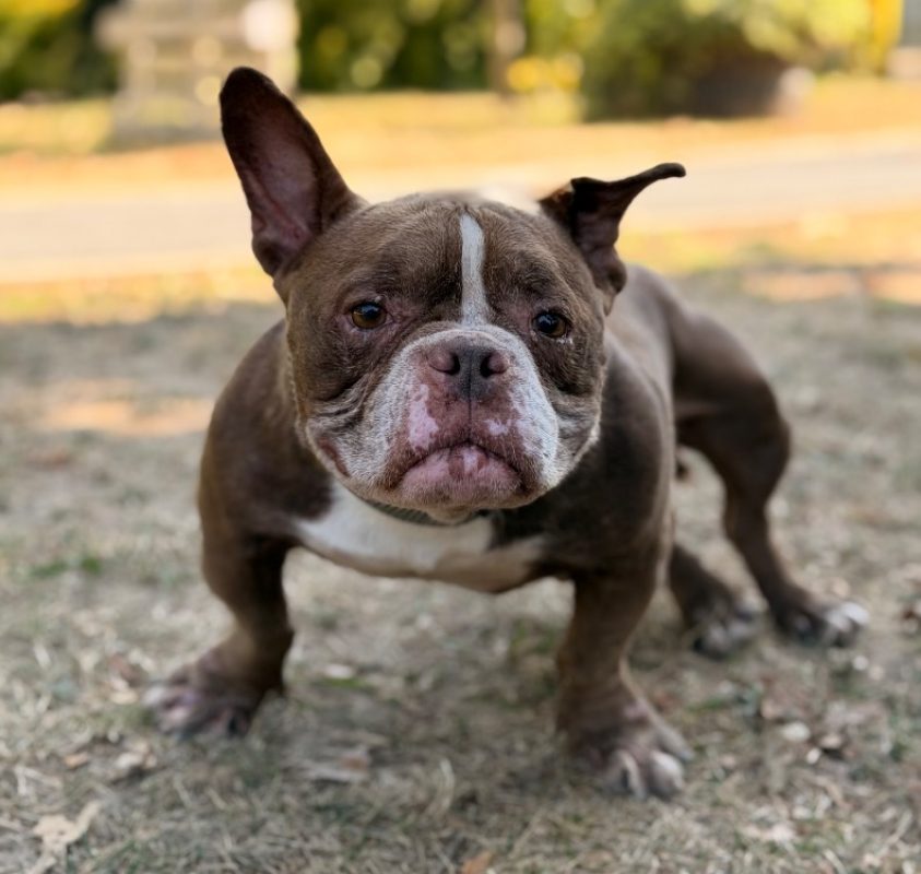 Baboune - Chien American Bully à adopter