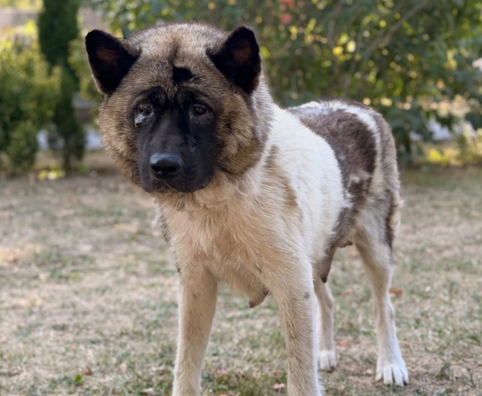 Viky - Chien à adopter