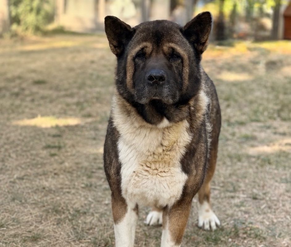Rantamplan - Chien à adopter