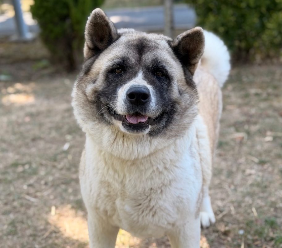 Sheyenne - Chien à adopter