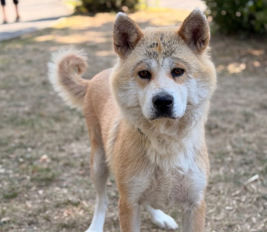 Nadine - Chien Akita Inu à adopter