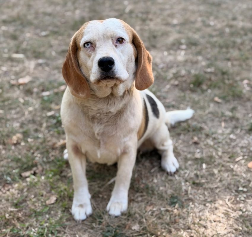 Snoopy - Chien Beagle à adopter