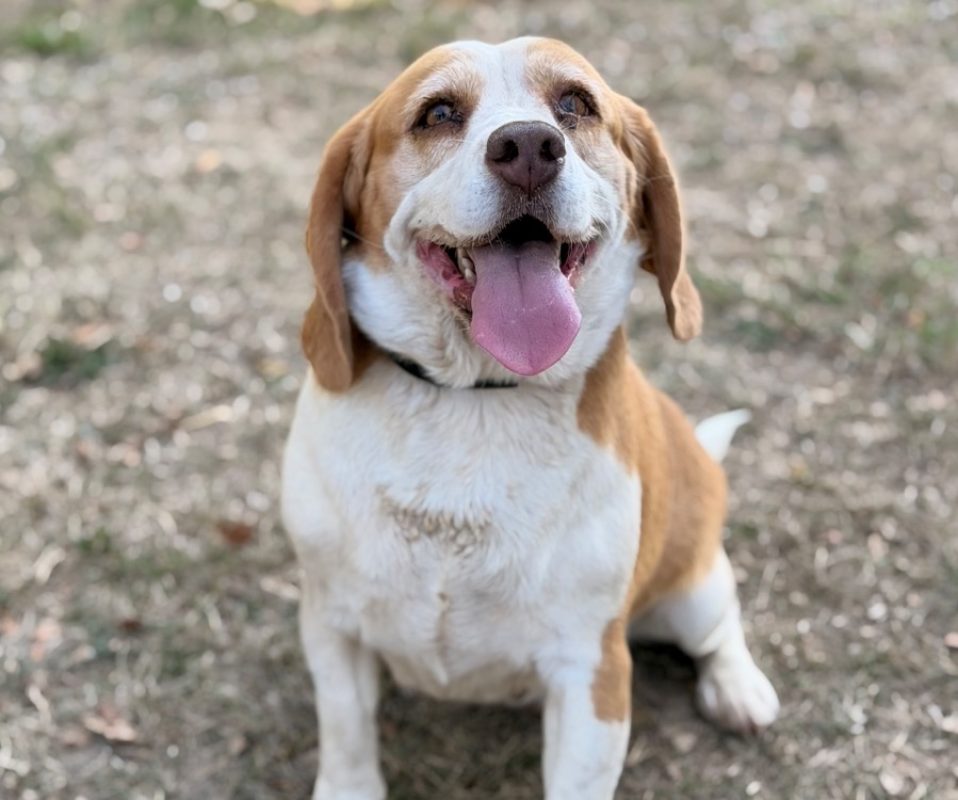 Tara - Chien Beagle à adopter