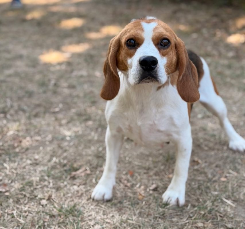 Vibs - Chien Beagle à adopter
