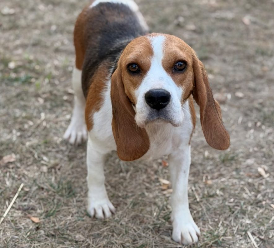 Victoria - Chien Beagle à adopter