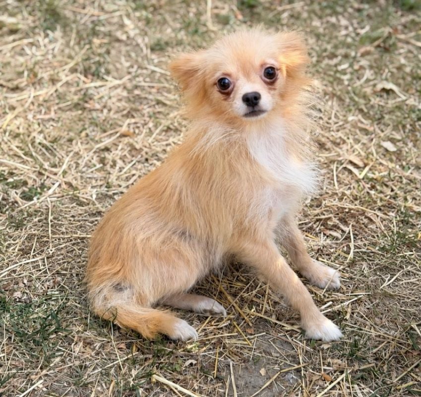 Beaute - Chien à adopter