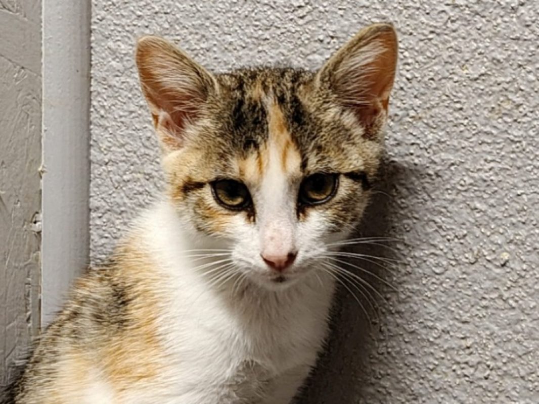 Pocahontas - Chat Européen à adopter