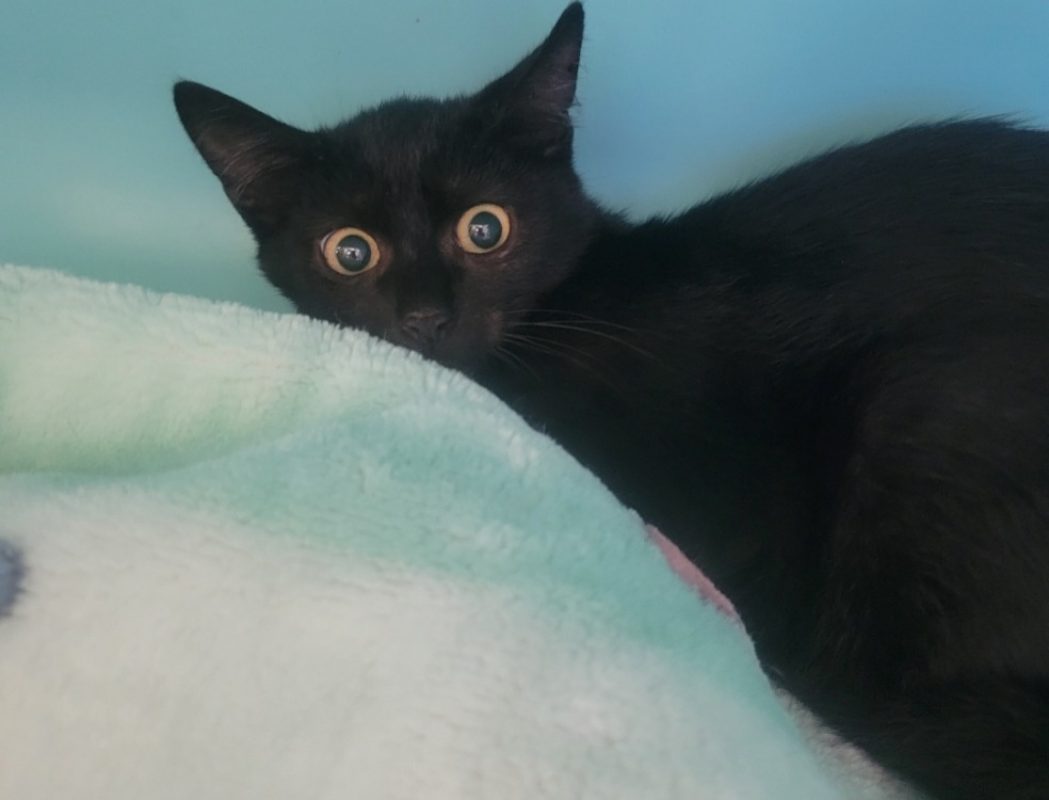 Kayou - Chat Européen à adopter