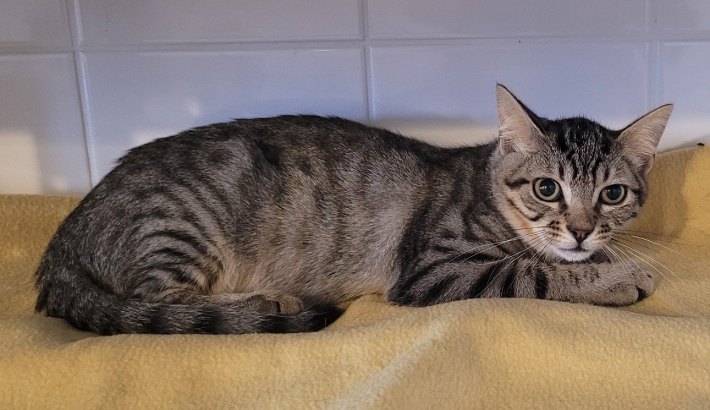 Yzak - Chat Européen à adopter