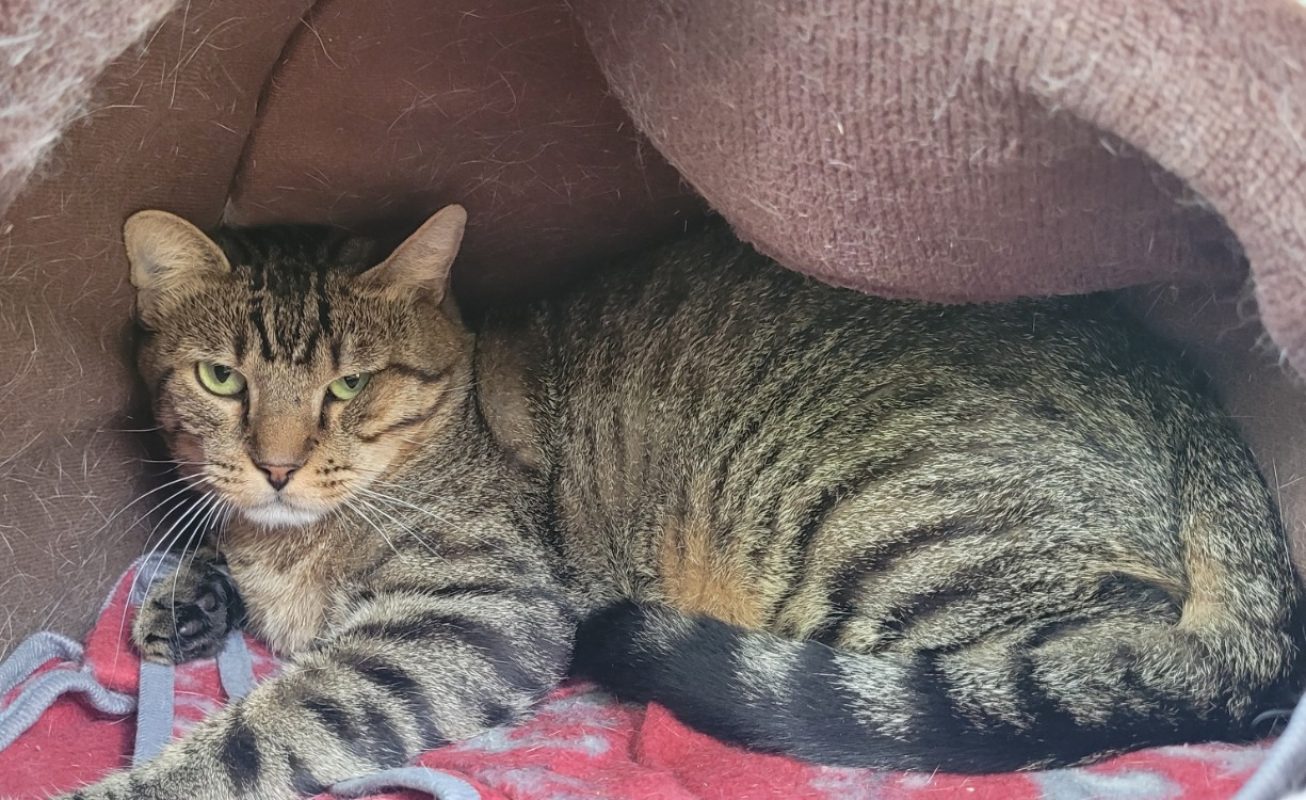 Tango - Chat Européen à adopter