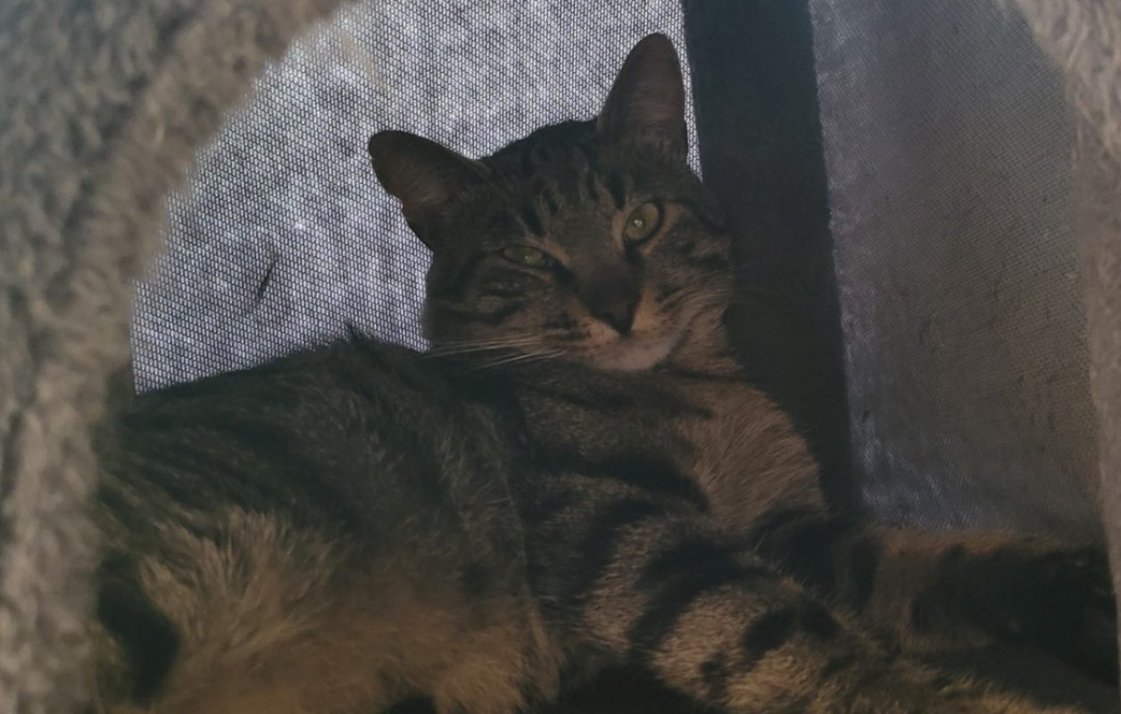 Boots - Chat Européen à adopter