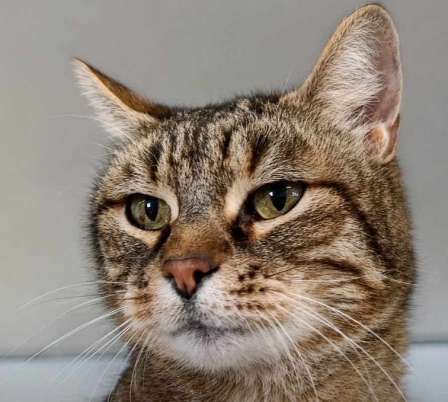 Sergio - Chat Européen à adopter