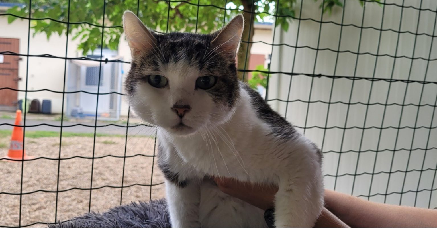 Cheeto - Chat Européen à adopter