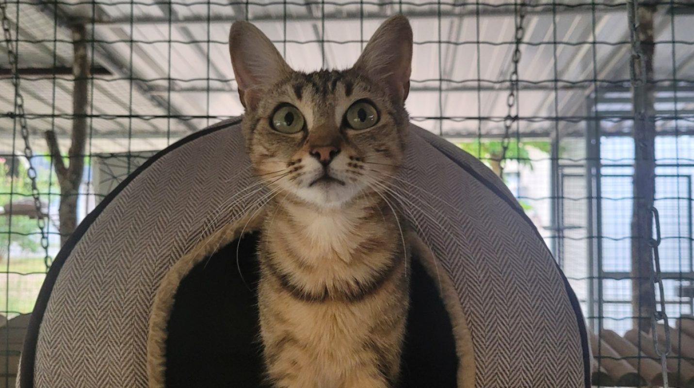 Mauve - Chat Européen à adopter