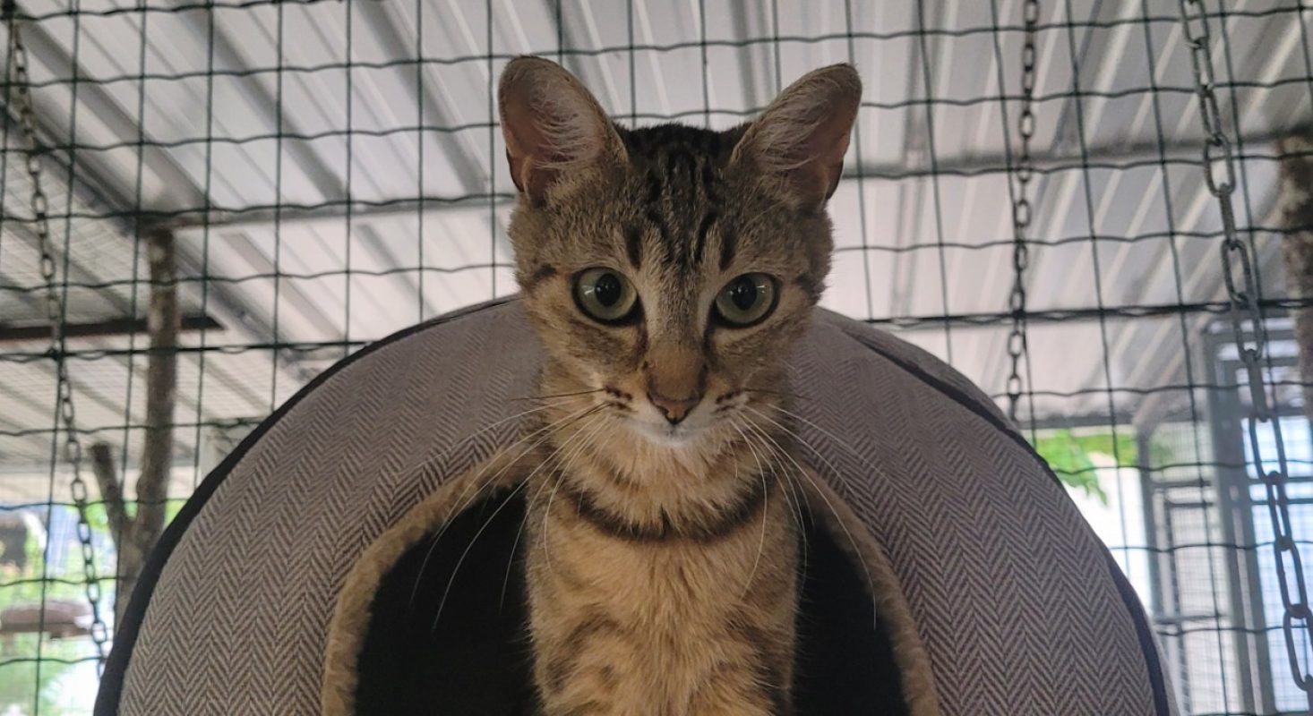 Mauve - Chat Européen à adopter - photo 2