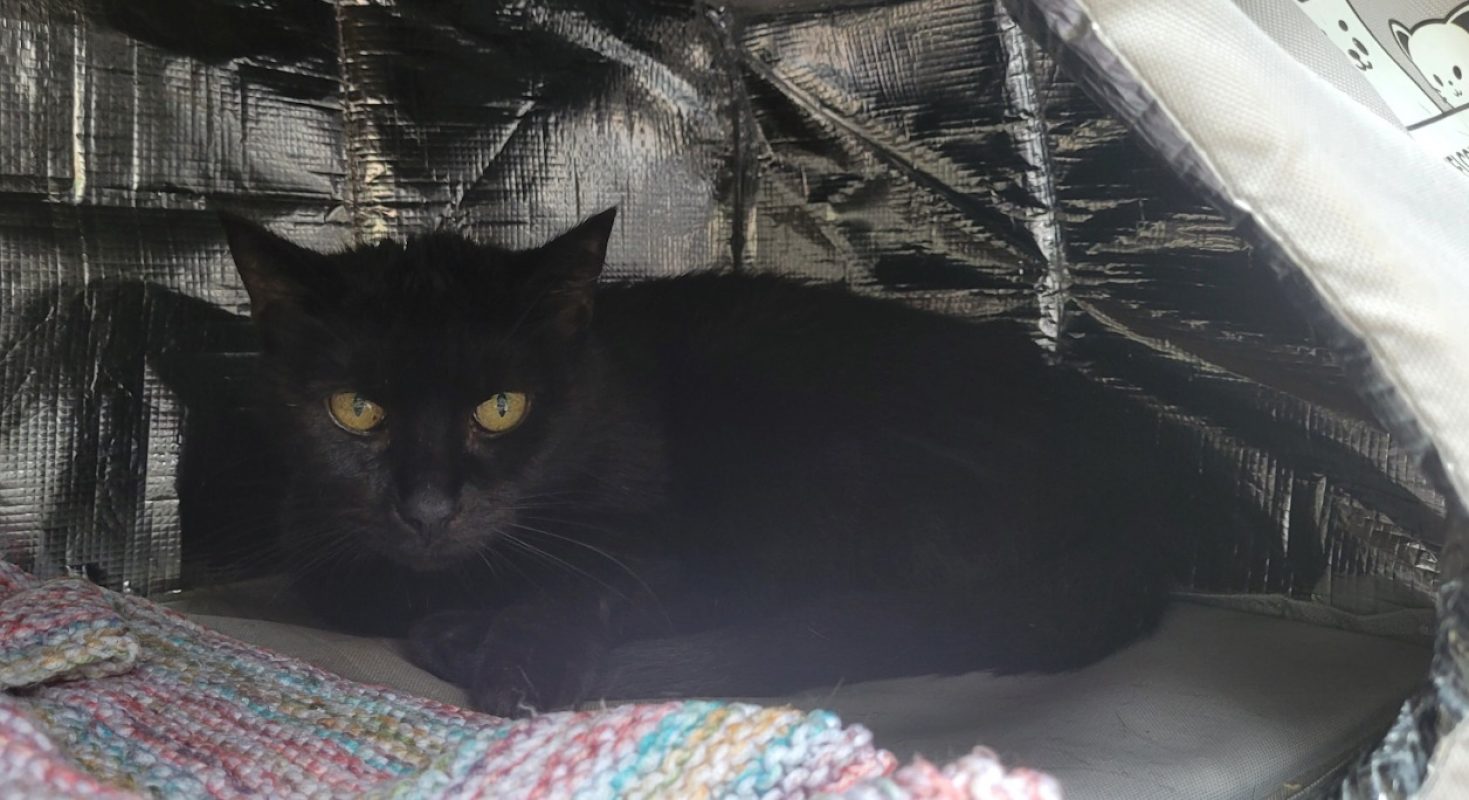 Minou - Chat Européen à adopter