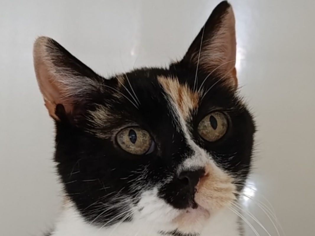 Iliade - Chat à adopter