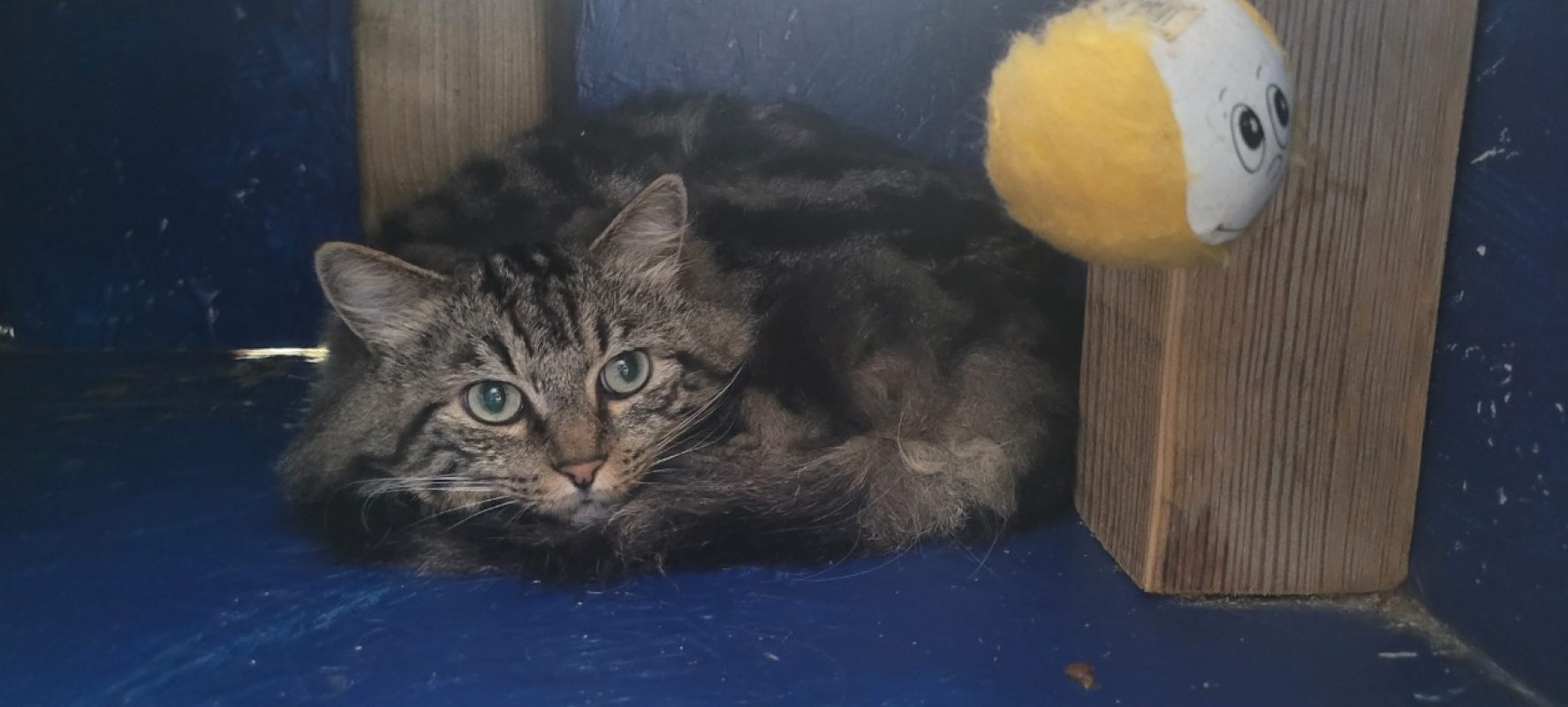 Vertigo - Chat Européen à adopter