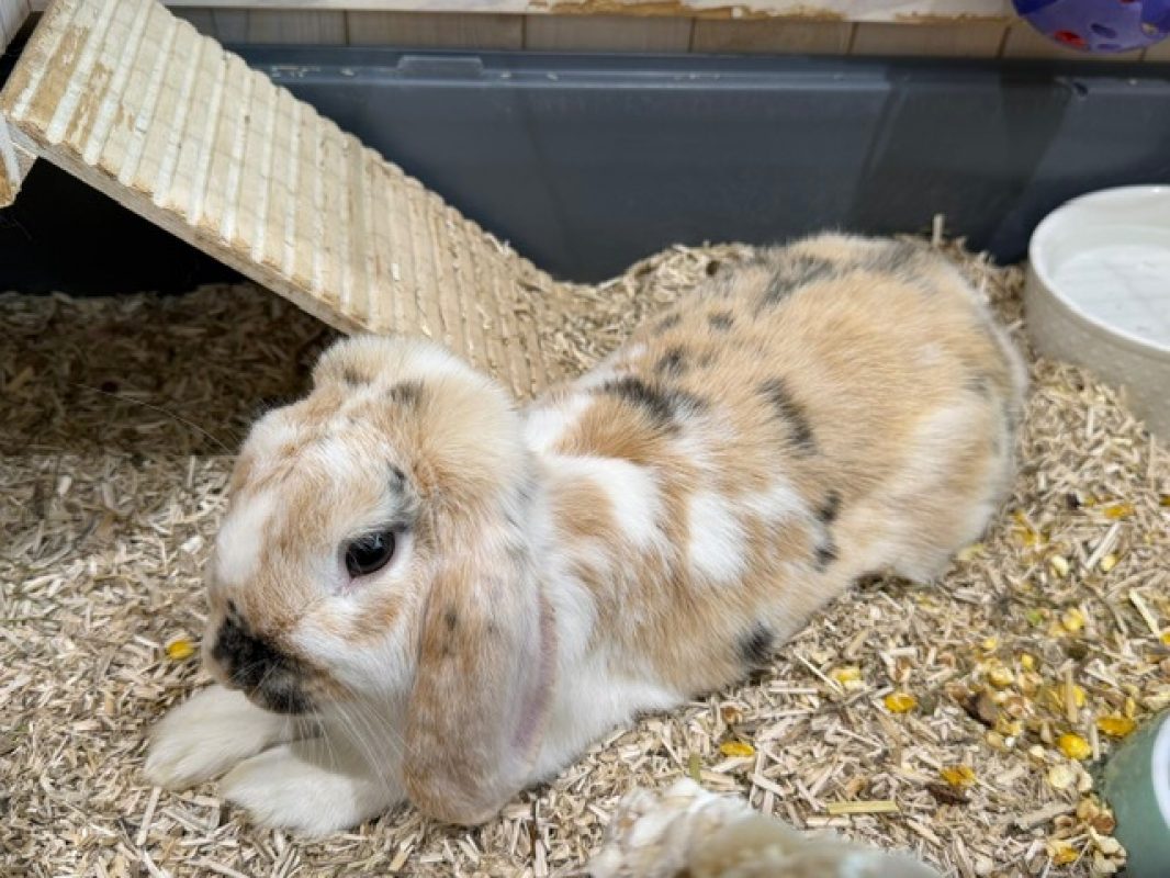 Bebou - Rongeur Lapin à adopter