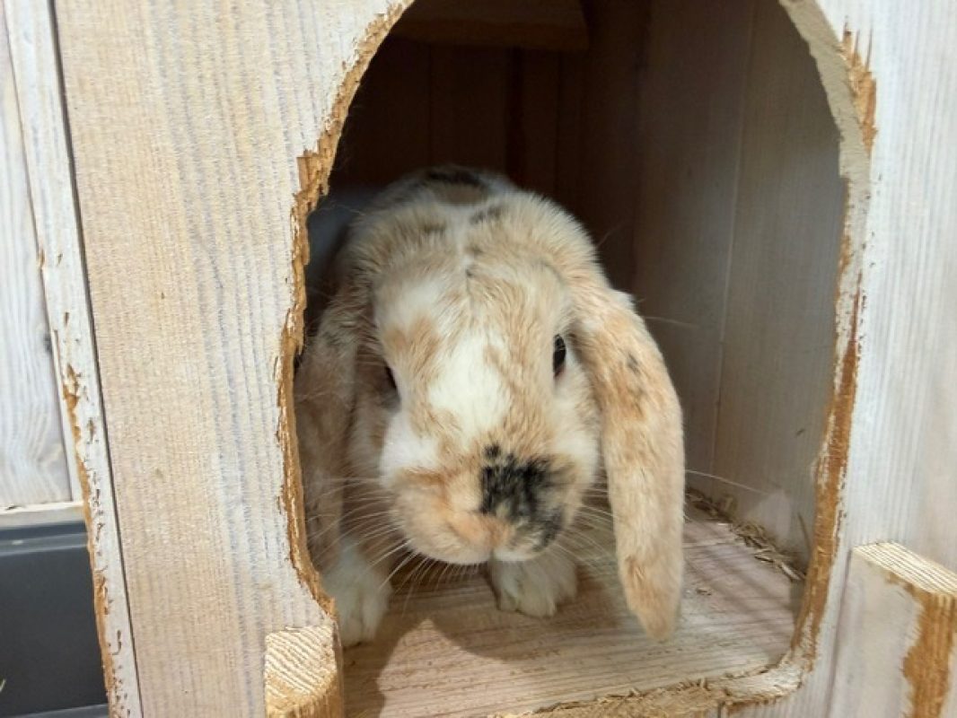 Bebou - Rongeur Lapin à adopter - photo 2
