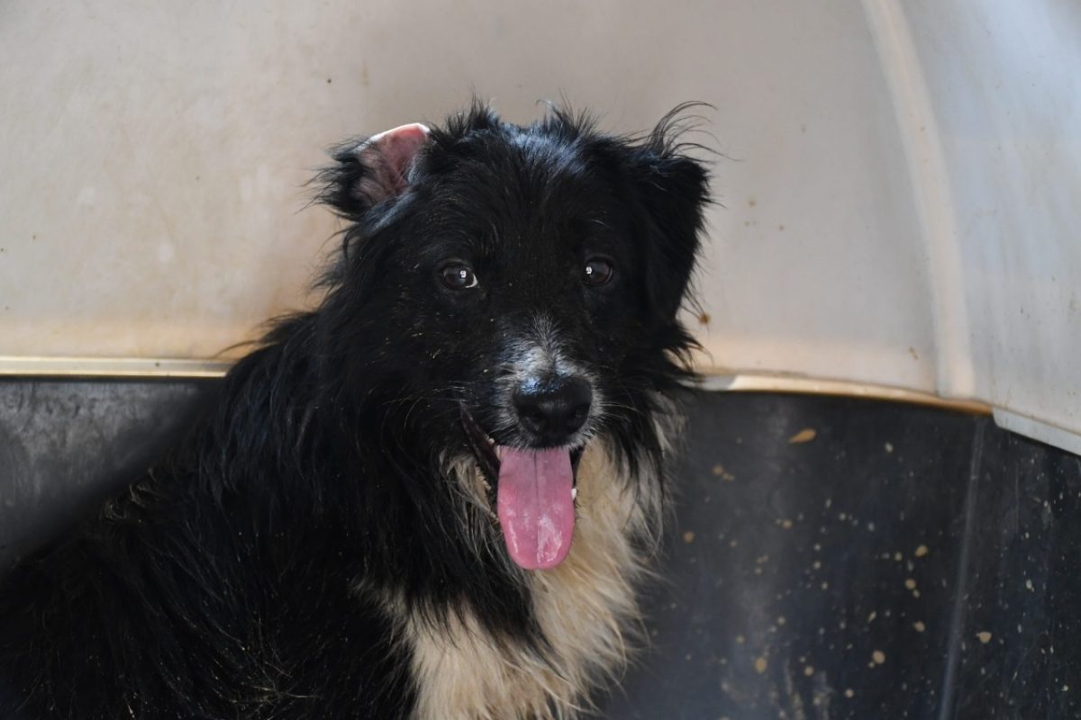 Spot - Chien Border Collie à adopter