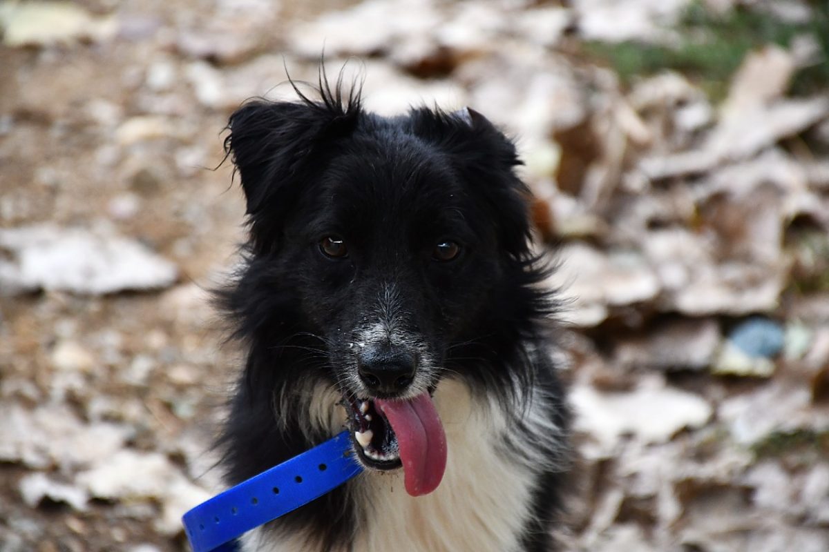 Spot - Chien Border Collie à adopter