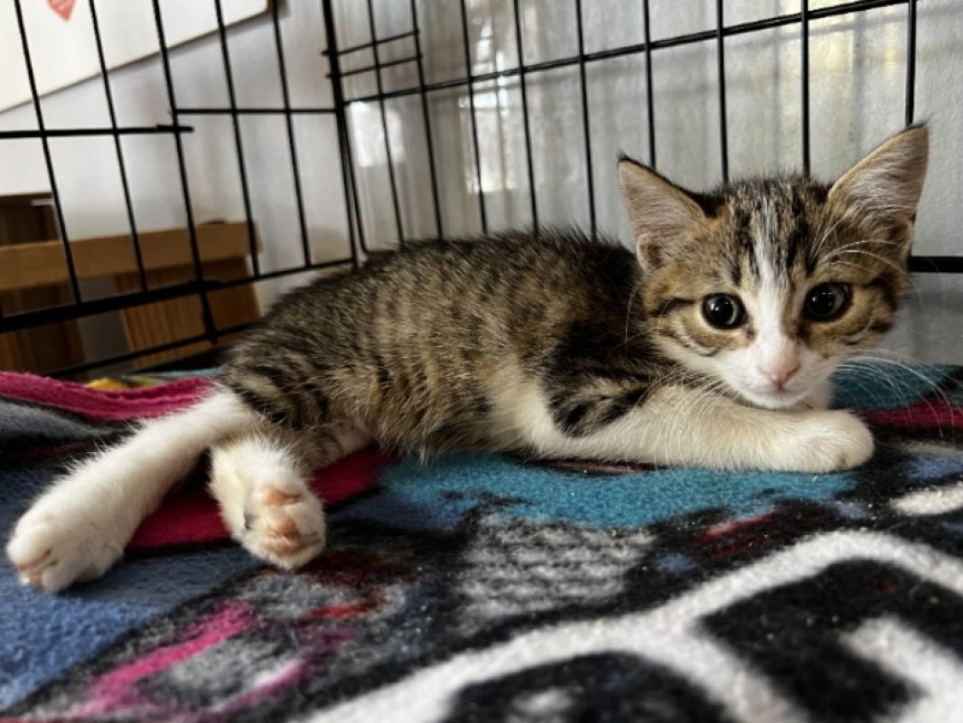 Barbouille - Chat Européen à adopter