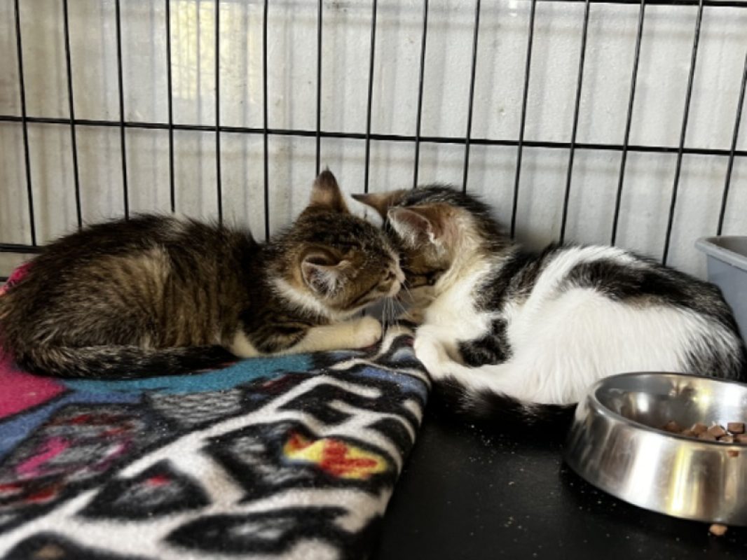 Barbouille - Chat Européen à adopter - photo 2